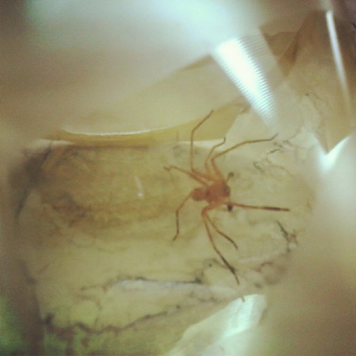 Spider villain found in our bedroom last April. As seen on Instagram.