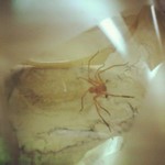 Remember Spidey? I Instagrammed him last year! Yes, found him on my pants.